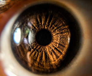 Opthalmology