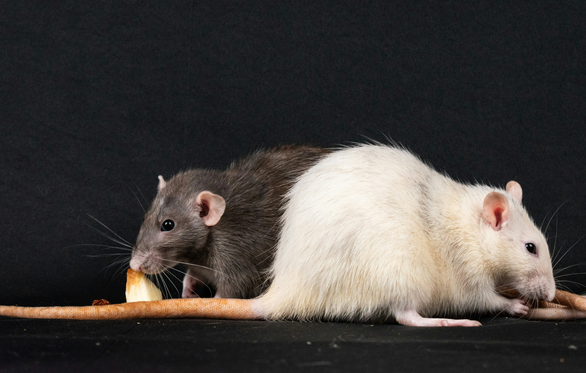 Why rats choose dinner over company — and what their brainwaves say about it